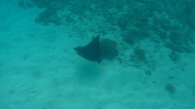 Скат-орляк @ Maldives, Rahaa, 2023 смотреть онлайн