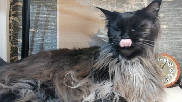 Самая добрая кошка смотреть онлайн