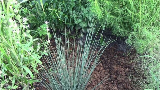 БУЛАВОНОСЕЦ - неповторимый декоративный злак для вашего сада смотреть онлайн