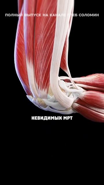 Кости зависят от мышц смотреть онлайн