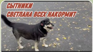 САМВЕЛ АДАМЯН, СЫТНИКИ, СВЕТЛАНА ВСЕХ НАКОРМИТ..