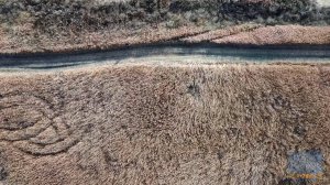 Осенний ковыль