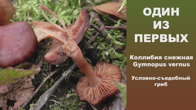 Один из первых! Коллибия снежная - Gymnopus vernus. Условно-съедобный гриб. смотреть онлайн