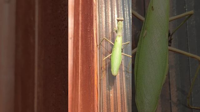 Помог богомолу