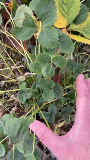 КЛУБНИКА В ТЕПЛИЦЕ ЗИМОЙ