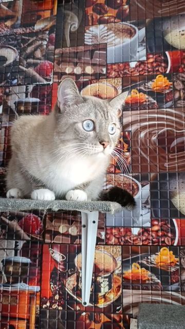 Каспер смотреть онлайн