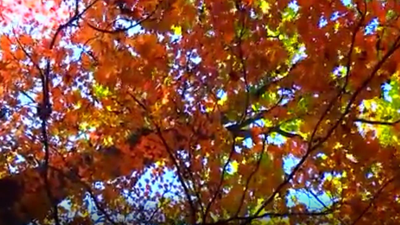 autumn leaves смотреть онлайн