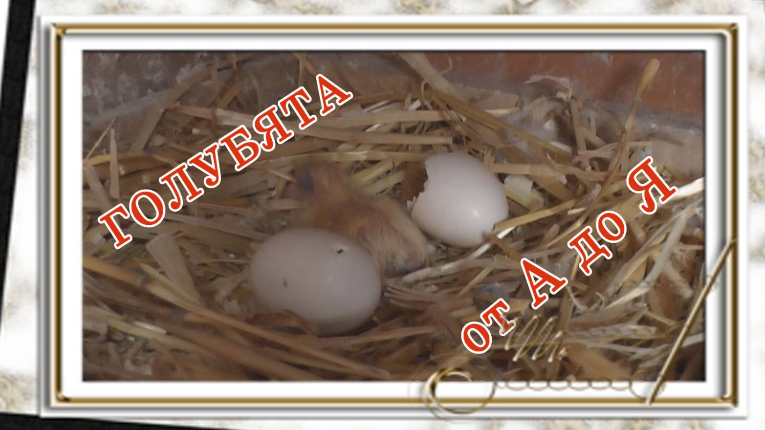 голубята от А до Я смотреть онлайн