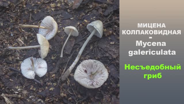 НЕСЪЕДОБНЫЙ ГРИБ! Мицена колпаковидная - Mycena galericulata. смотреть онлайн