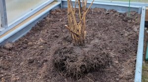 06-11-2025.Дача..наконец то занялась клематисом..обрезала лилии в теплице.(02.11.-04.11.25)