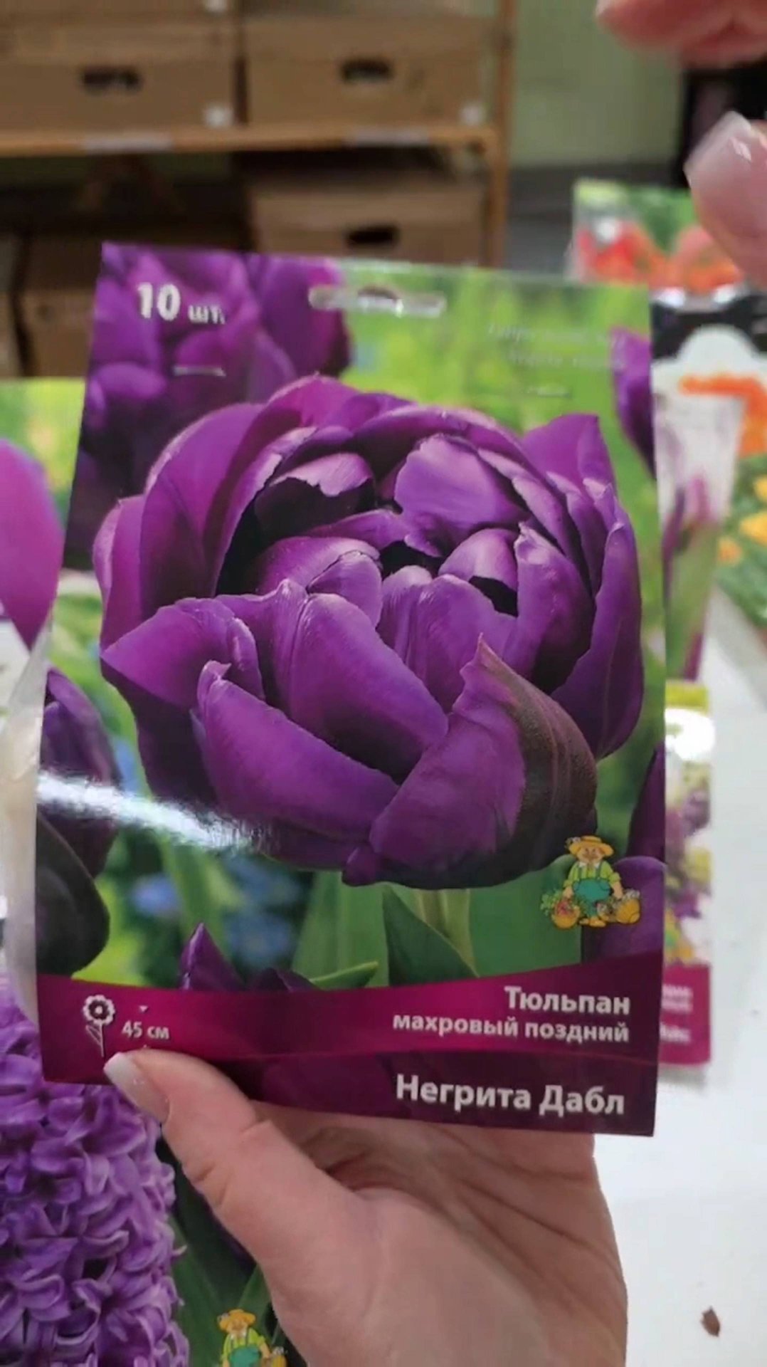 Лиловый цветник из тюльпанов в саду!