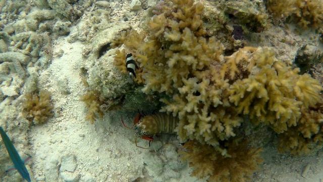 Рак-Богомол @ Maldives, Rahaa, 2023 смотреть онлайн