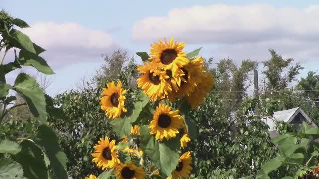 ПОДСОЛНУХИ цветы - живые солнечные батарейки смотреть онлайн