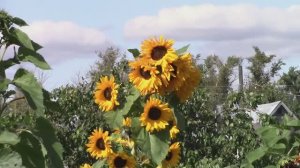 ПОДСОЛНУХИ цветы -  живые солнечные батарейки