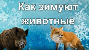 Как зимуют животные