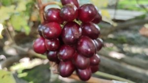 НАСЛАЖДЕНИЕ!!!🍇🍇🍇 НОВИНКА ВКУСНЯШКА 2025!!! Telegram, WhatsApp и Vlber +79528500417.