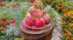 Яблочный натюрморт — 2025 (часть 5). Осенние сорта яблони в условиях Башкирии.