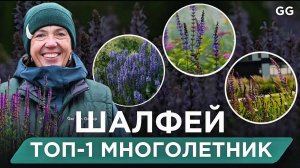 Шалфей В Саду: ТОП-1 Многолетник! 15 Сортов Для Сада Без Ухода