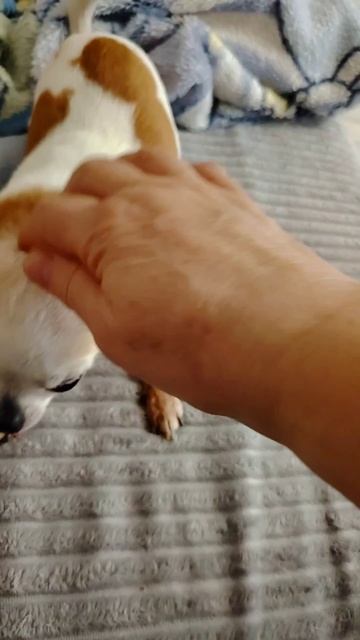 Любимка смотреть онлайн