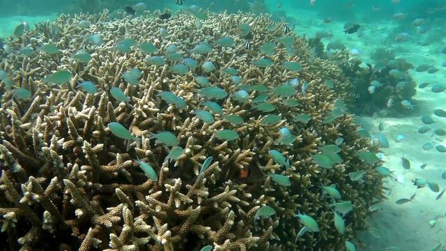 Разное подводное @ Canareef Resort Maldives, 2022 смотреть онлайн