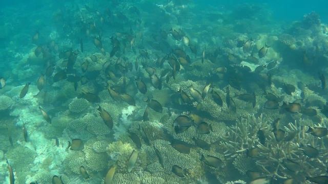 Кораллы, рыбы, акулы @ Maldives, Rahaa. 2023 смотреть онлайн