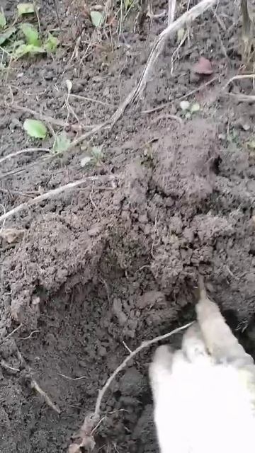 5 ноября, а якопаю картошку