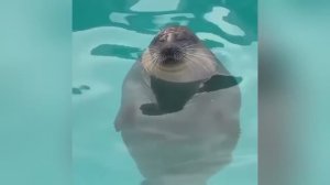 смотреть смешные видео про животных