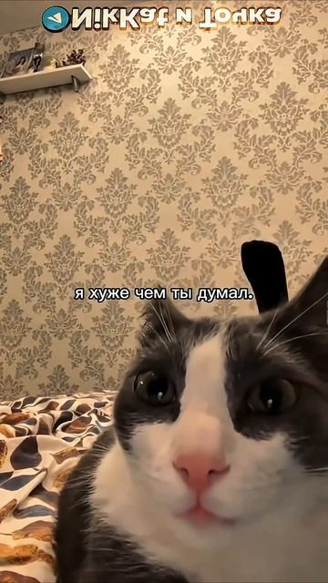 Мелстрой быстрее, я хуже чем ты думал | Свежие Мемы TikTok в Shorts! #nikkat #мем #новости смотреть онлайн