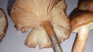 🌿🍄 Маринованные опята и вешенка — вкусный рецепт. 🍄🌿