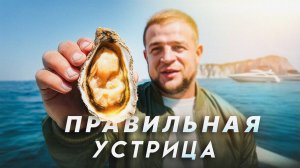 УСТРИЦА: ДЕЛИКАТЕС или КОШМАР？