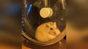 смешные видео с животными с озвучкой