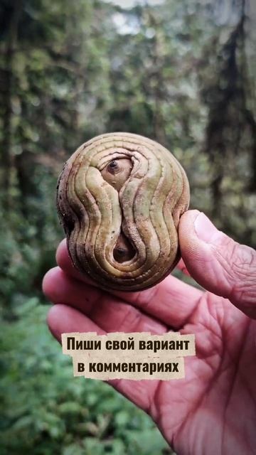 Психологический тест из Непала — делитесь в комментариях, кто что увидел 👇 смотреть онлайн