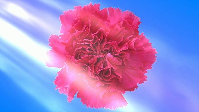 Футаж. Цветочный фон 242 смотреть онлайн