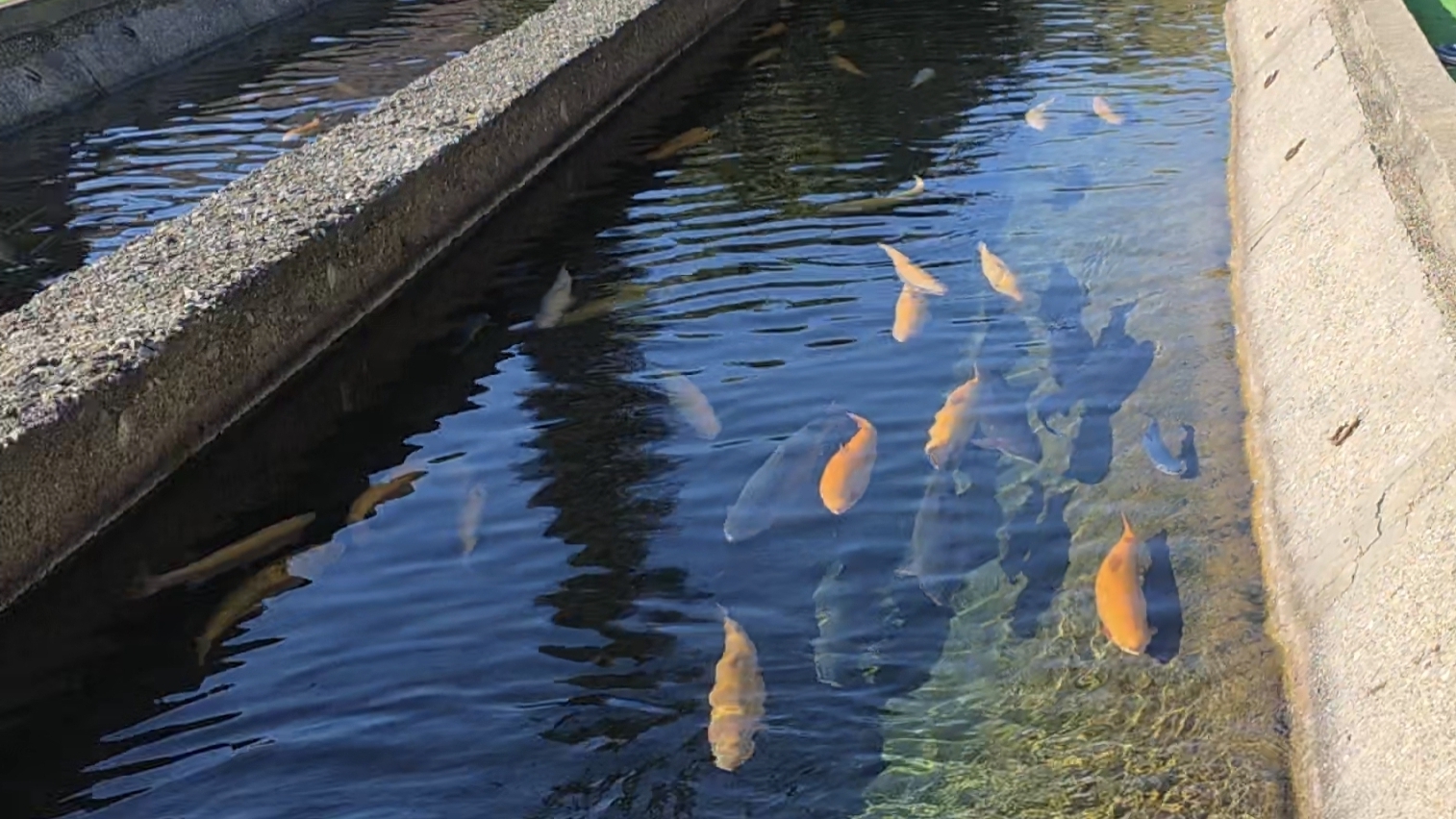 Форелевое хозяйство (Племзавод), Сочи, Адлер (2025) смотреть онлайн