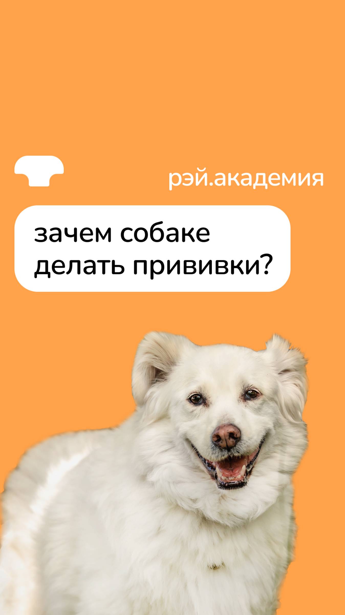 Зачем собаке делать прививки? смотреть онлайн