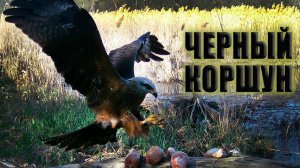 Черный коршун Фотоловушка в лесу