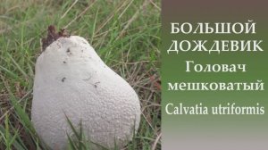 Большой дождевик. Головач мешковатый -  Bovistella utriformis.