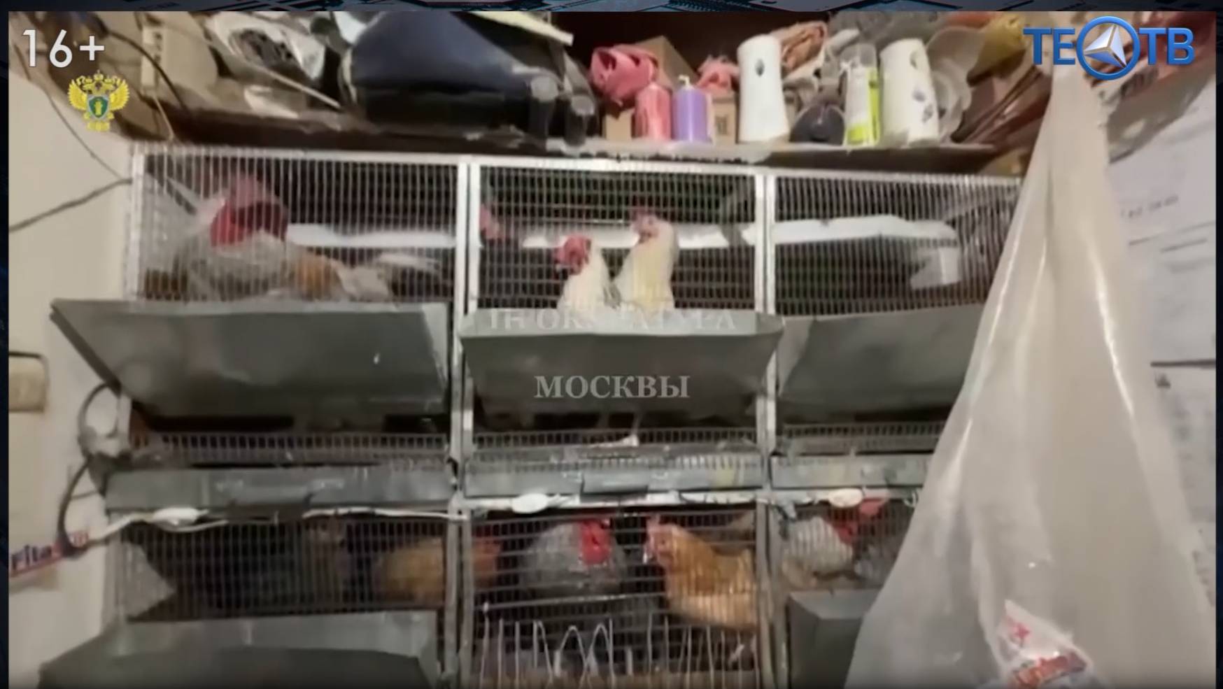 Не дом, а курятник! смотреть онлайн