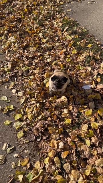 Осенняя прогулка🍁🍂 смотреть онлайн