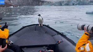 Пингвин запрыгнул в лодку, спасаясь от стаи косаток