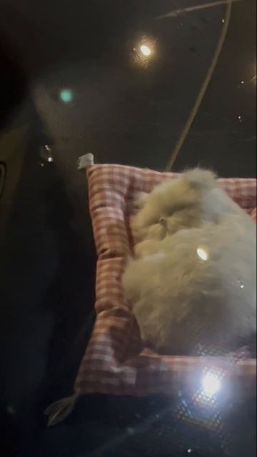 Котенок на торпедо автомобиля. смотреть онлайн