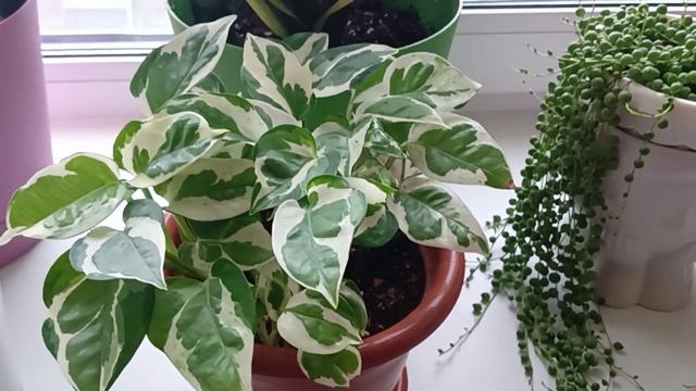 Плесень в цветочных горшках как с этим боротся??? смотреть онлайн