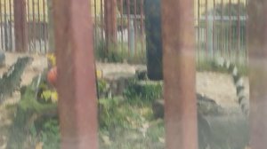 Все любят тигричка Симу