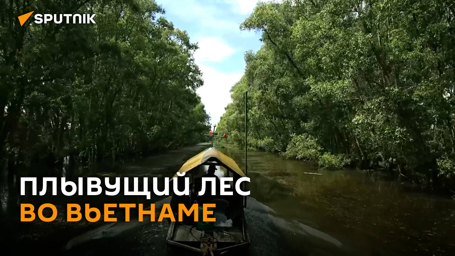 Плывущий лес и тысячи птиц в национальном парке Трам-Чим во Вьетнаме смотреть онлайн