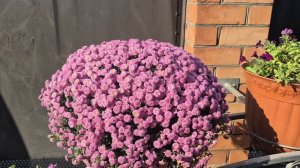 МНОГО ЛИ ДЛЯ СЧАСТЬЯ НУЖНО 😅 ВЯЗАЛА ДАВНО...АКТУАЛЬНО И СЕГОДНЯ