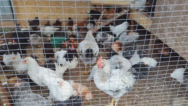 Продолжаем благоустройство садового участка. Сварка, дорожки, урожай, цветы. смотреть онлайн