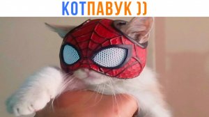 КОТ ПАВУК ))) Приколы с котами | Мемозг 1683