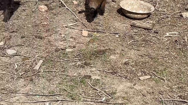 КАБАНЫ ДОМАШНИЕ смотреть онлайн