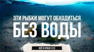 Эти рыбы могут обходиться без воды + обзор компрессоров