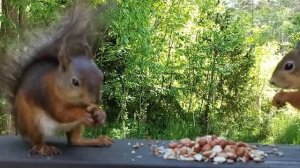 Белки едят арахис